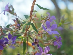 Billardiera variifolia