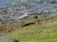 Charadrius dealbatus