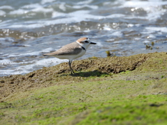 Charadrius dealbatus