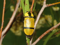 Temognatha pictipes