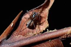 Prosoponoides sinense