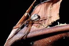 Prosoponoides sinense