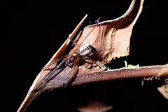 Prosoponoides sinense