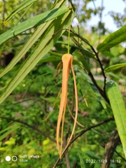 Friesodielsia