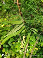 Friesodielsia