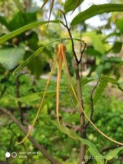 Friesodielsia