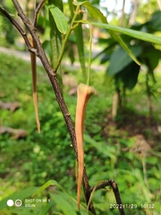 Friesodielsia