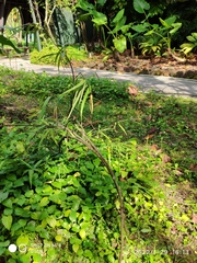 Friesodielsia