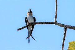 Crested Treeswift photo 5