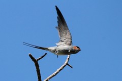 Crested Treeswift photo 4