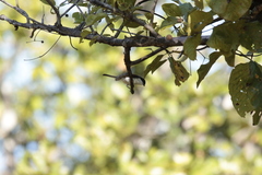 Lanius collurioides