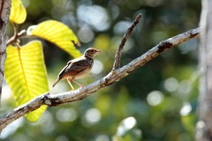 Mirafra erythrocephala
