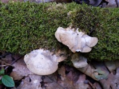 Tyromyces fumidiceps