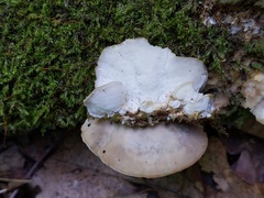 Tyromyces fumidiceps