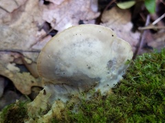 Tyromyces fumidiceps