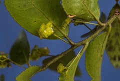 Maytenus peduncularis