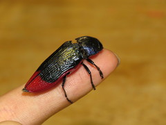 Temognatha bonvouloirii