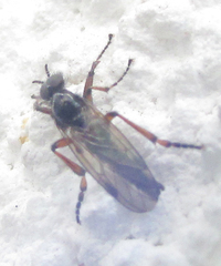 Bibionidae