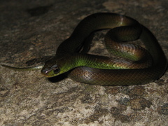 Erythrolamprus maryellenae