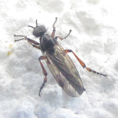Bibionidae