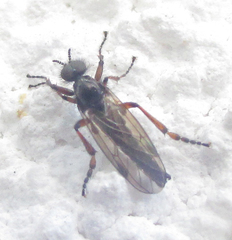 Bibionidae