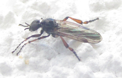 Bibionidae