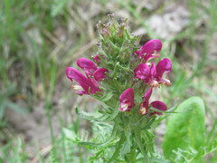 Pedicularis dasystachys