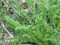 Pedicularis dasystachys