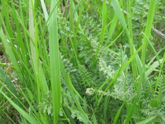 Pedicularis dasystachys
