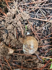 Levantina spiriplana