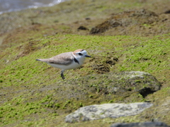 Charadrius dealbatus