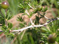 Asparagus laricinus