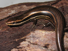 Aspronema dorsivittatum
