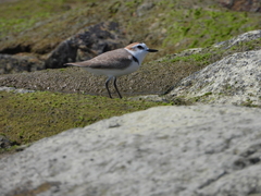 Charadrius dealbatus