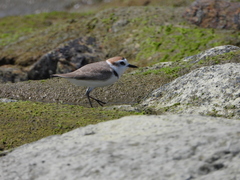 Charadrius dealbatus