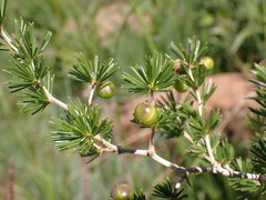 Asparagus laricinus