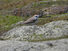 Charadrius dealbatus
