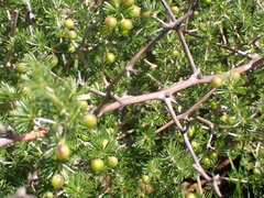 Asparagus laricinus