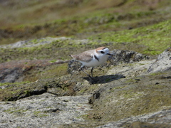 Charadrius dealbatus