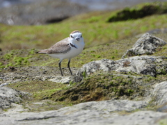 Charadrius dealbatus