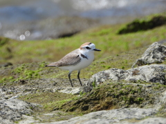 Charadrius dealbatus