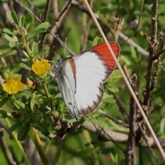 Colotis danae eupompe