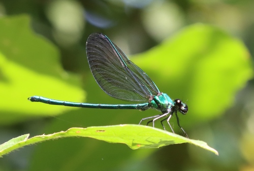 Broad-winged Sparklewing
