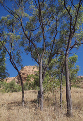 Eucalyptus drepanophylla