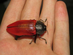 Temognatha chalcodera