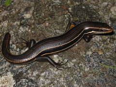 Aspronema dorsivittatum