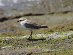 Charadrius dealbatus