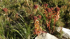 Hylotelephium telephium fabaria