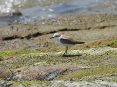 Charadrius dealbatus