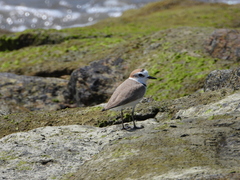 Charadrius dealbatus